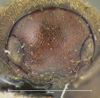 Media type: image;   Entomology 24703 Aspect: head frontal view